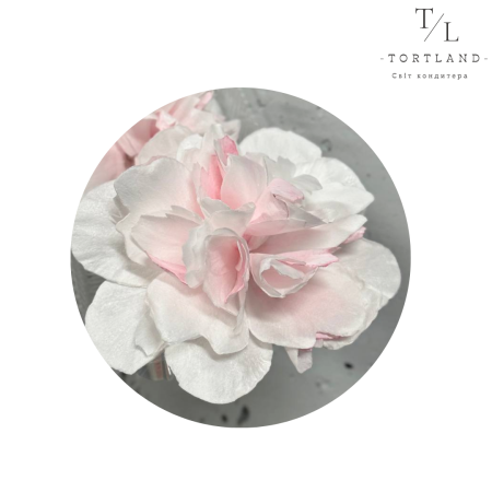 Вафельний декор "Півонія біла тонована рожевим"