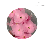 120, копія, копія – 2026-02-07T230018.788