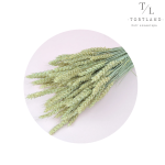 Пшениця натуральна зелена, 10 шт