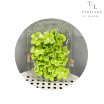 "Гортензія" МОНО салатова, 20 шт